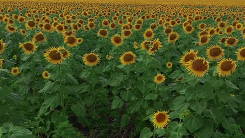 Aerial View of Sunflowers Field. Flight Over the Sunflower Field, Flowering Sunflower.