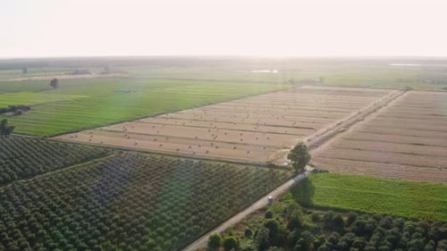 cultivo em campo de girassol