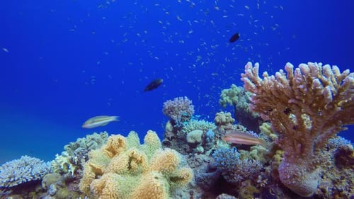 Tropical Seascape Colourful Fish