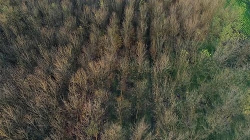 Forest Drone (4K)