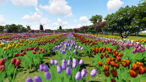 Scenic Flyover Through Colorful Tulip Fields with Windmills