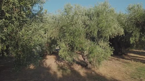 Olive Trees Cultivation