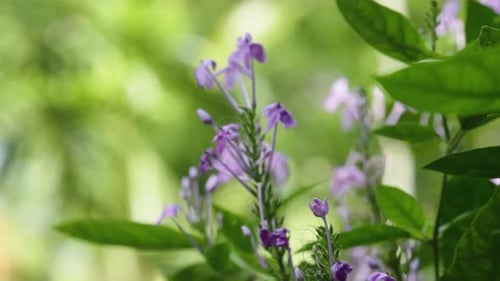 Forest Purple Flowers Macro 13