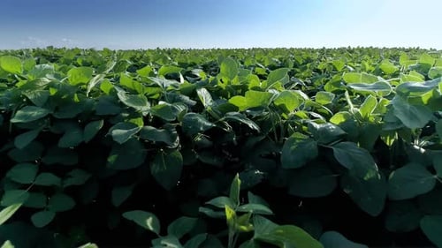 Soy Field