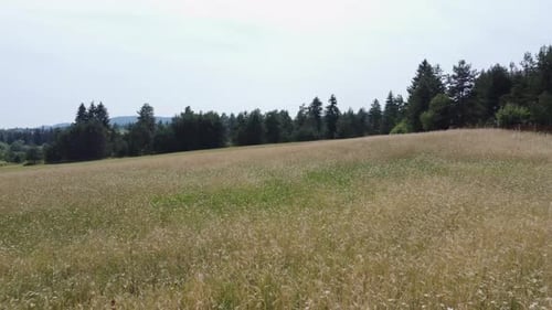 Wheat Agriculture 4K