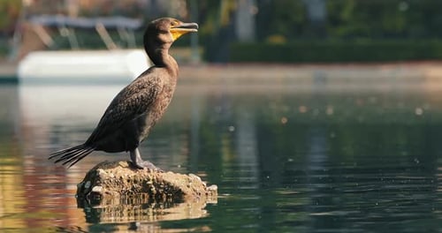 Seabird with Colorful Head is Calling Female By Vibrating Its Neck and Throat