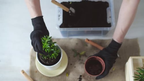 Hands Repotting a Leafy Green Plant Indoors
