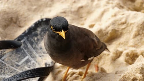 Häufig Myna -Acridotheres Tristis-