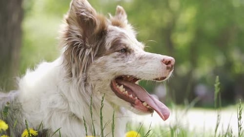 Happy Dog Resting Outdoors in Green Grass
