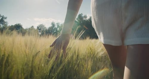 Young Attractive Woman Farmer Touch Wheat on Cereal Field or Meadow