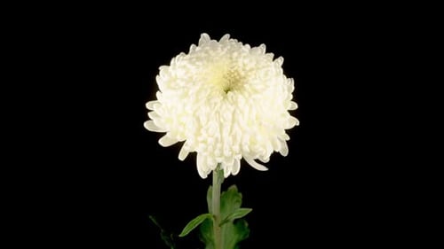 Close Up of White Chrysanthemum Flower on Black