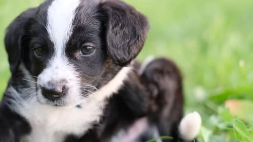 Beautiful Little Dog in the Green Grass the Puppy is Scratching She Has Ticks and Fleas