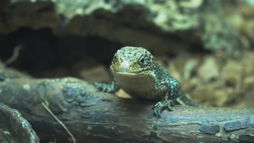 Small Lizard Sitting on the Ground