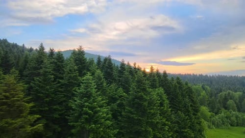 Aerial View of Green Pine Forest with Dark Spruce Trees Covering Mountain Hills