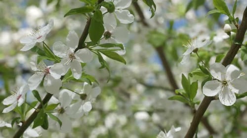 Weiße Sakura-Blumen