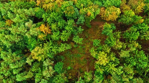 Top down view of green forest. Aerial view of wildlife.