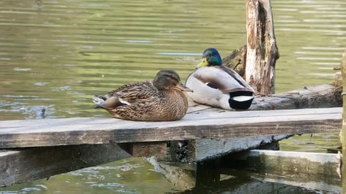 Enten schwimmen auf dem See hautnah