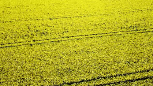 Aerial birdseye view of blooming rapeseed (Brassica Napus) field, flying over yellow canola flowers,