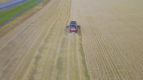 Harvester Machine To Harvest Wheat Field Working. Combine Harvester Agriculture Machine Harvesting