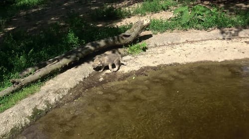 Gray wolf pup walking in forest. Arctic wolf (Canis lupus arctos).