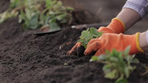 Female Planting Strawberry at House Field