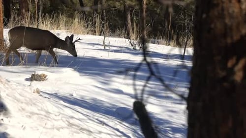 Deer Walking in Snowy Winter Forest