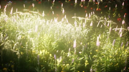 Wild Flowers in the Field