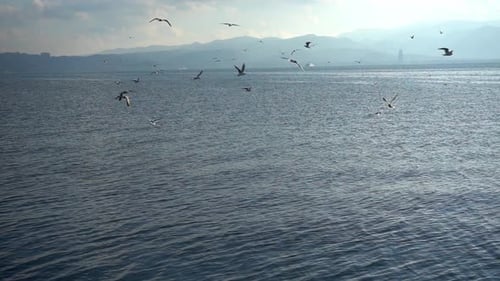 Flock Of Seagulls Flying On The Sea Slow Motion 3
