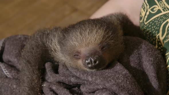 Adorable baby sloth yawning close up, Nature Stock Footage ft. sloth ...