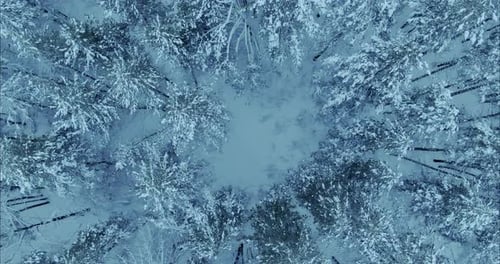 Drone Flies Over a Snowcovered Coniferous Forest a Spining Movement of the Camera