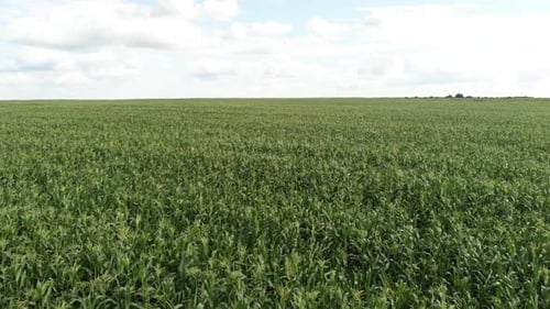 Aerial View of a Green Corn Field. The Camera Flies Forward To the Horizon Low Over the Cornfield