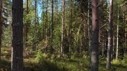 Révélant une forêt magnifique et lumineuse.