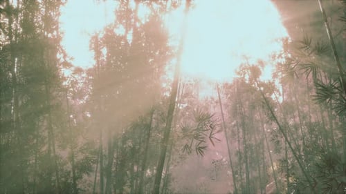 Grüner Bambuswald im Nebel