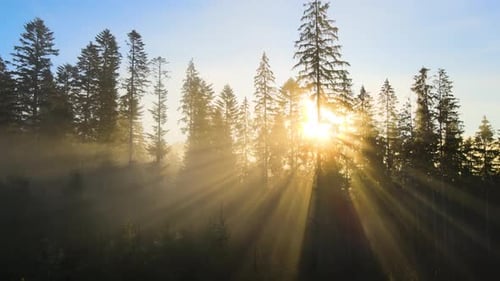 Dark green pine trees in moody spruce forest with sunrise light rays shining through branches