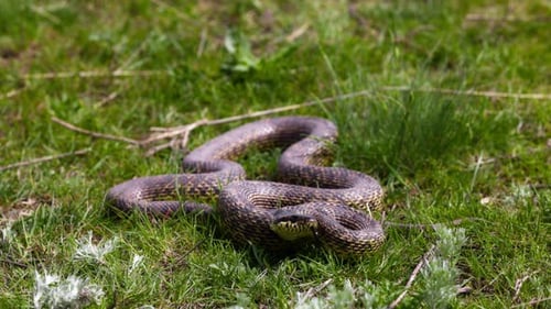Serpent tacheté dans l'herbe Nom latin Elaphe Sauromates