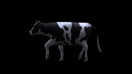 Cow Walk From View Side