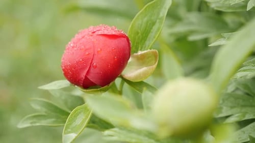 Slow motion of Paeonia peregrina green flower under rain close-up 1920X1080 HD footage - Red Peony