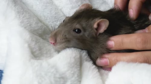 Close Up of Brown Pet Rat Being Pet