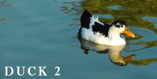 Ente 2