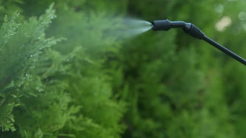 Closeup Gardener Applying Insecticide Fertilizer to His Thuja Using a Sprayer