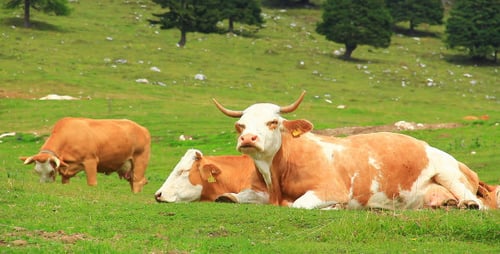 Cows Grazing Peacefully on a Green Hillside