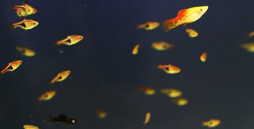 Der Fisch