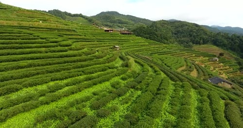 Aerial View of Tea Plantation Terrace on Mountain