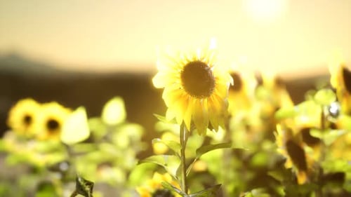 Sunflower Field on a Warm Summer Evening