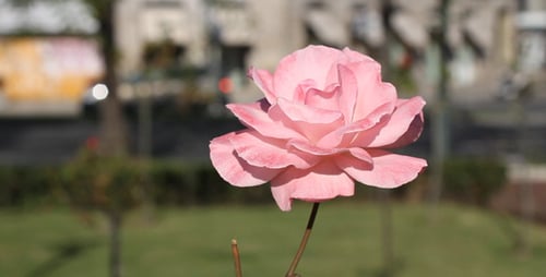 Street Flowers 02
