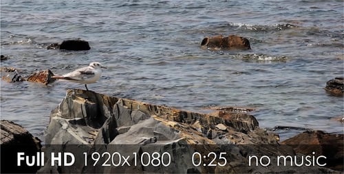 Mouette 1