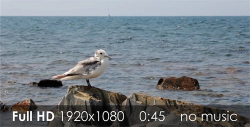 Seagull Preens on Rocky Coast by Ocean