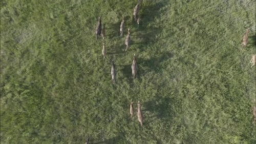 Chevaux sauvages qui courent des Mustangs sauvages sur l'herbe verte