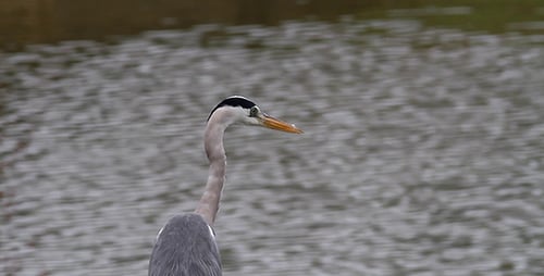 Grey Heron (Ardea Cinerea) Close-Up