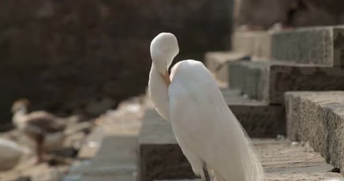 Elegant White Heron Grooming on Stone Steps